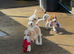 Beautiful beagle puppies for sale