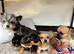 Jack Russell Cross Chorkie Puppies