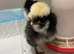 Fertile Bantam Polish Hatching Eggs Collection/Posted