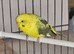 Opaline black wing