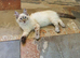 Very Beautiful GCCF Registered Ragdoll Kitten.