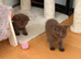Brown British Shorthair