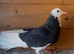 Turkey  d&ouml;nekss  pigeon