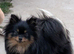 KC registered Pomeranian bitch