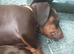 3 miniature dachshund puppies