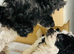 Toy Poodle Puppy’s