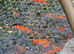 Goldfish