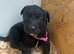 Labrador puppies