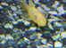 L144 Lemon Blue Eye Plecos &ndash; &pound;5 Each
