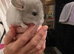 Chinchilla kits 2 female 1 male