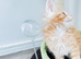 Beautiful Maine Coon Kittens