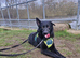 FAMILY FRIENDLY Large Male Shephard Mix