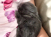 Beautiful blue plush mini lion lop