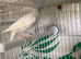 Pair of canary’s