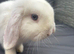 Pure mini lop buck