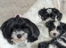 Pure Biewer pups .