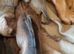 RHODESIAN RIDGEBACKS PUPPIES
