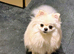 White Pomeranian Puppy Girl Croydon