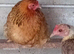 Pekin  hen