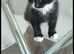 2 male kittens