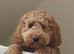 F1b cockapoo