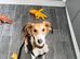 7 month old Saluki X Greyhound