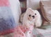 Beautiful Adult Korean Maltese Girl