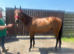 16.1 bag gelding 7 years old