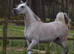 2026 Arabian colt