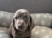 Miniature dachshund puppies