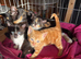Kittens