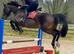 Mare in foal
