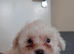 Puppy for sale
