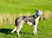 Collie x greyhound stud