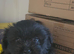 Maltipeje boy pup for sale