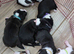 Working line english bullterrier
