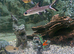 Black Shark and other sharks