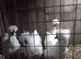 White silkie cockerels