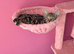 Kitten