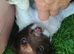 Sprocker Spaniel Puppies for Sale