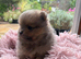 Xs Pomeranian puppies