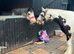 12hh 4 year old pony
