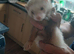 Baby ferrets READY TO GO