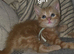 Ginger kittens