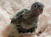 Hand-Reared Conures