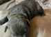 Puppies