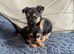 Yorkshire terrier x