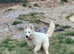 Beautiful long haired white female shepherd