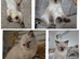 Pure breed Ragdoll Kittens