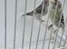 BEAUTIFUL PROVEN PAIR MUTATION SILVER SISKINS